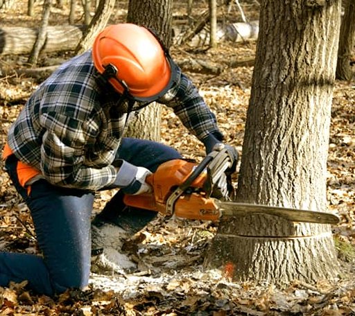 Tree Removal in Bethel, OK